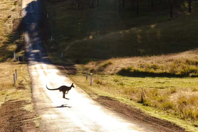 animal-animal-photography-australia-2615031-min.jpg